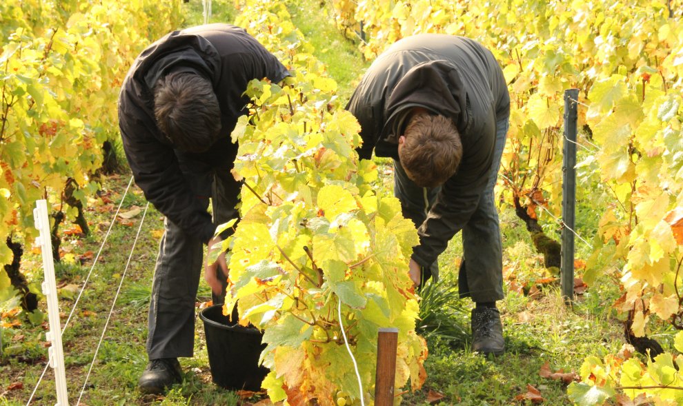 Vendange Vin de Toul